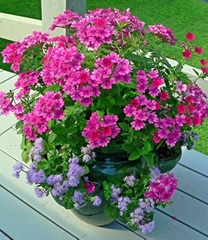 Verbena Chokecherry flower seeds