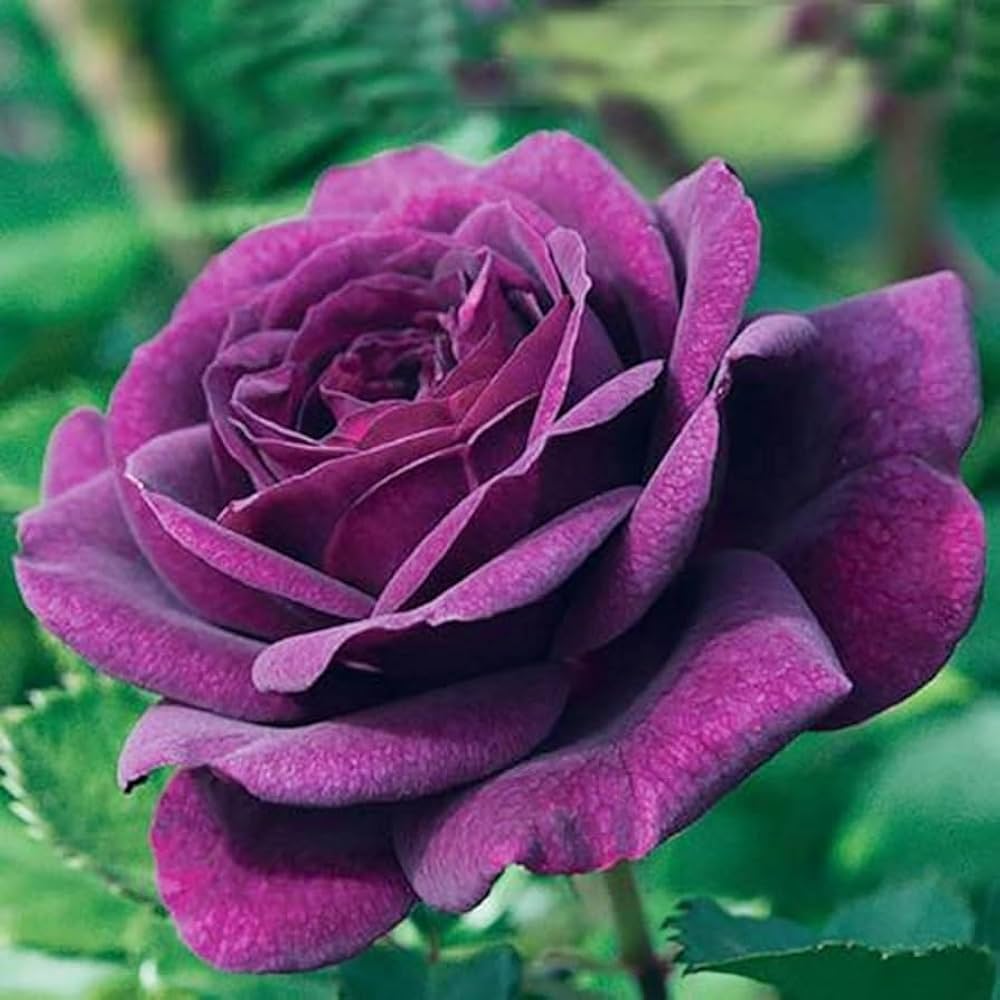 Pink Dark flower seeds