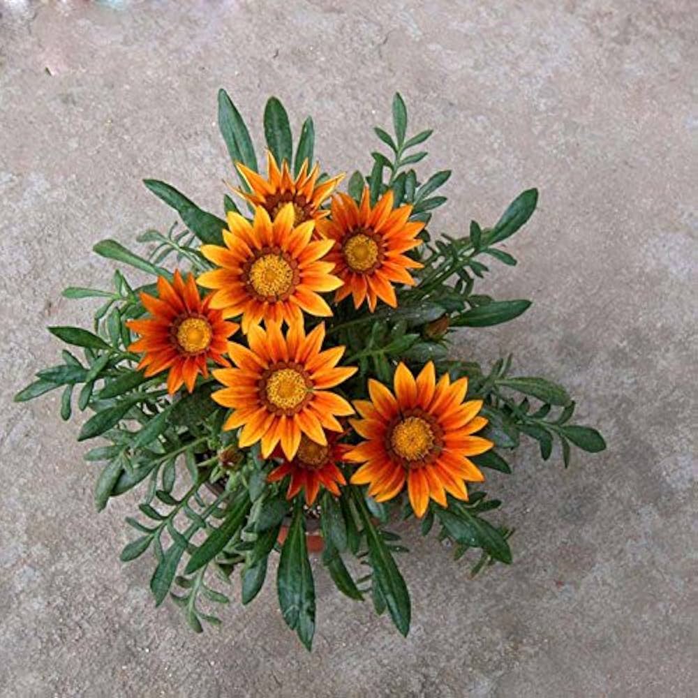 Orange Peacock flower seeds