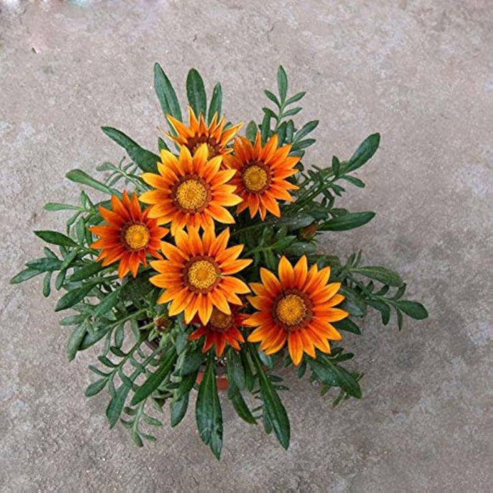 Orange Peacock flower seeds