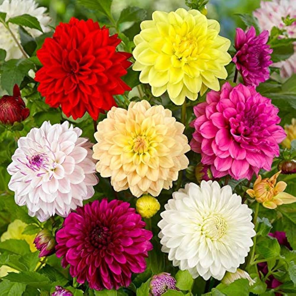 Misti Dahlia flower seeds