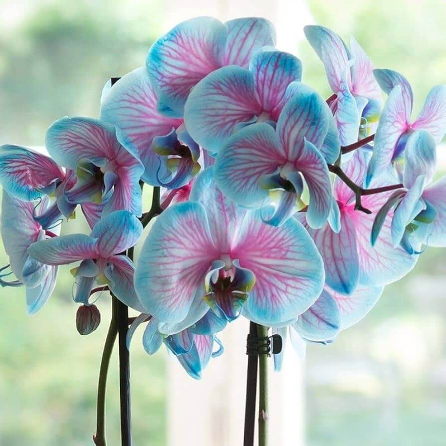 and Pink Orchid plant