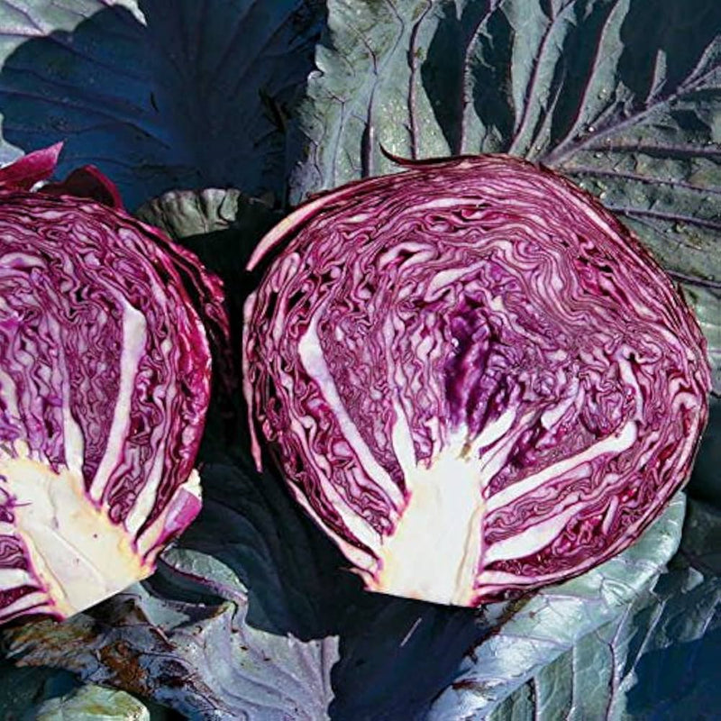Red Acre Cabbage Seeds for Planting – Heirloom Red Cabbage Seeds