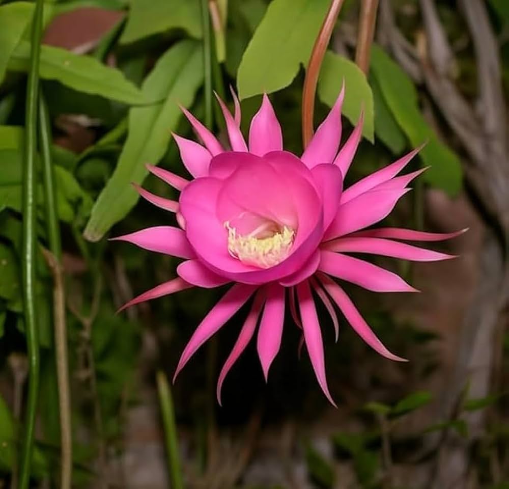 Light Pink flower seeds