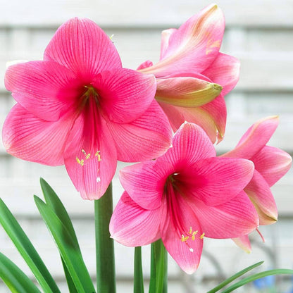 Pink Amaryllis flower seeds