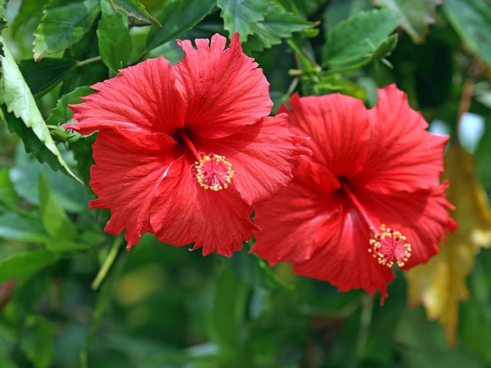 Hibiscus Rosa-Sinensis flower seeds