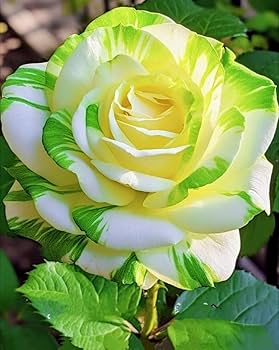 Yellow Green flower seeds