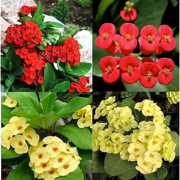 Crown Of flower seeds