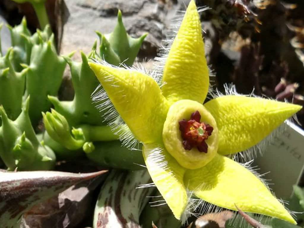 Stapelia Pulchella flower seeds