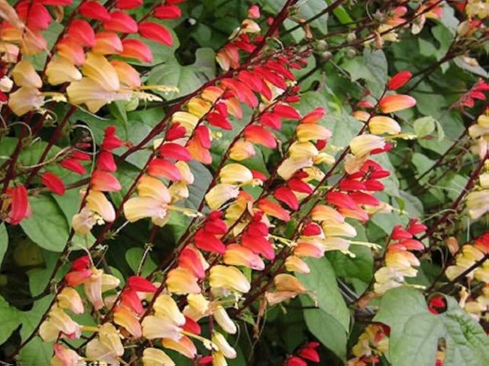 Mina Lobata flower seeds