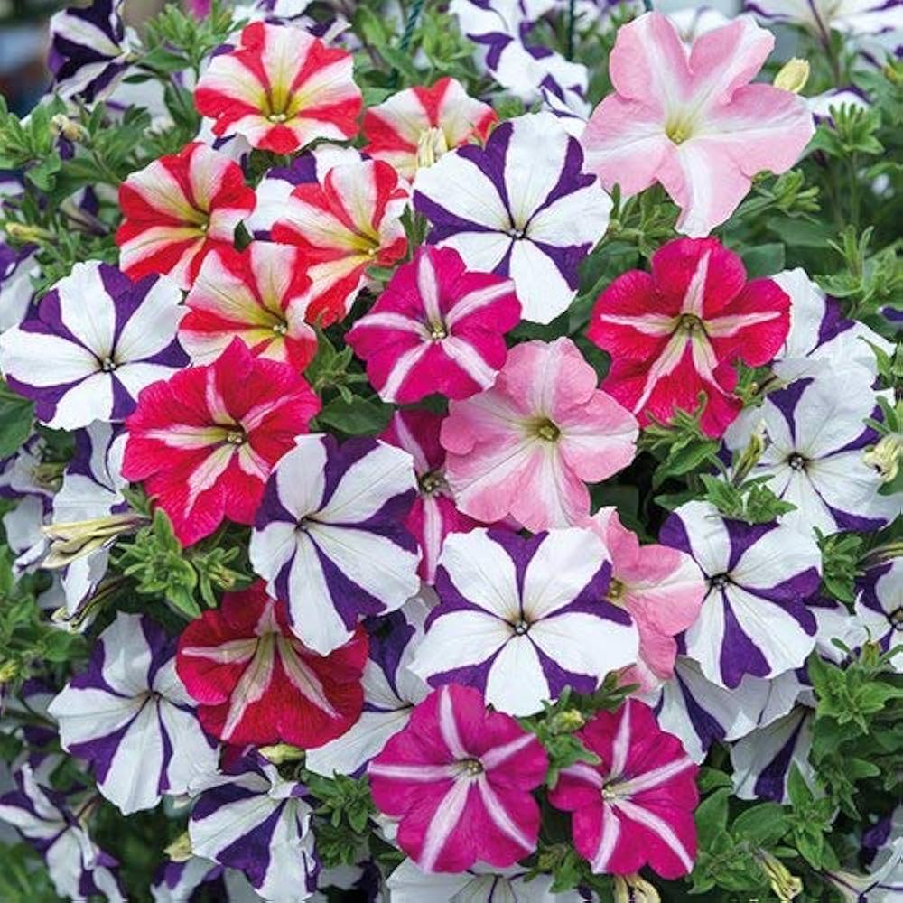 Superbells Petunia flower seeds