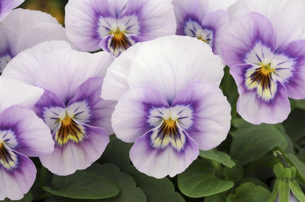 Rosa Halo flower seeds