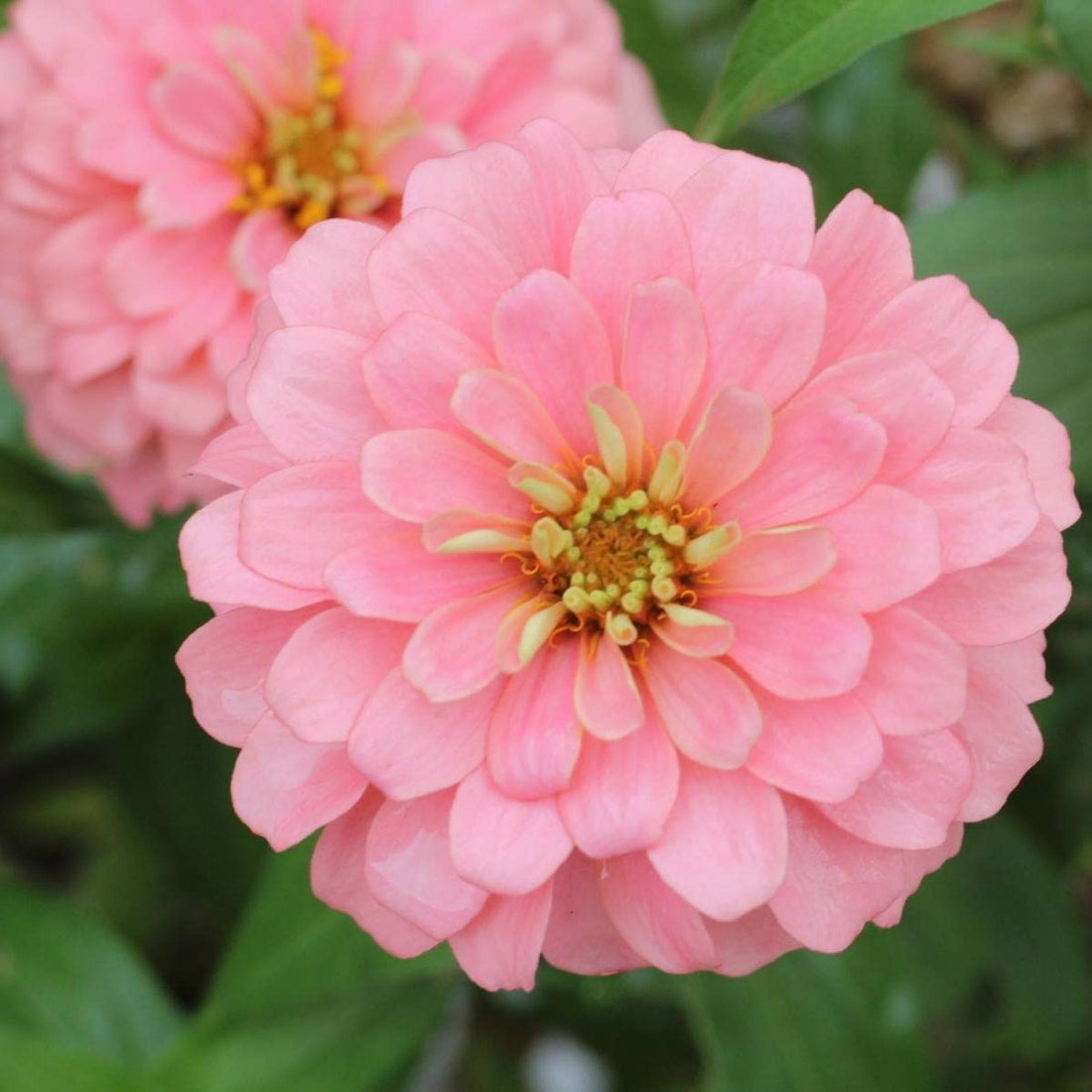 Light Pink flower seeds