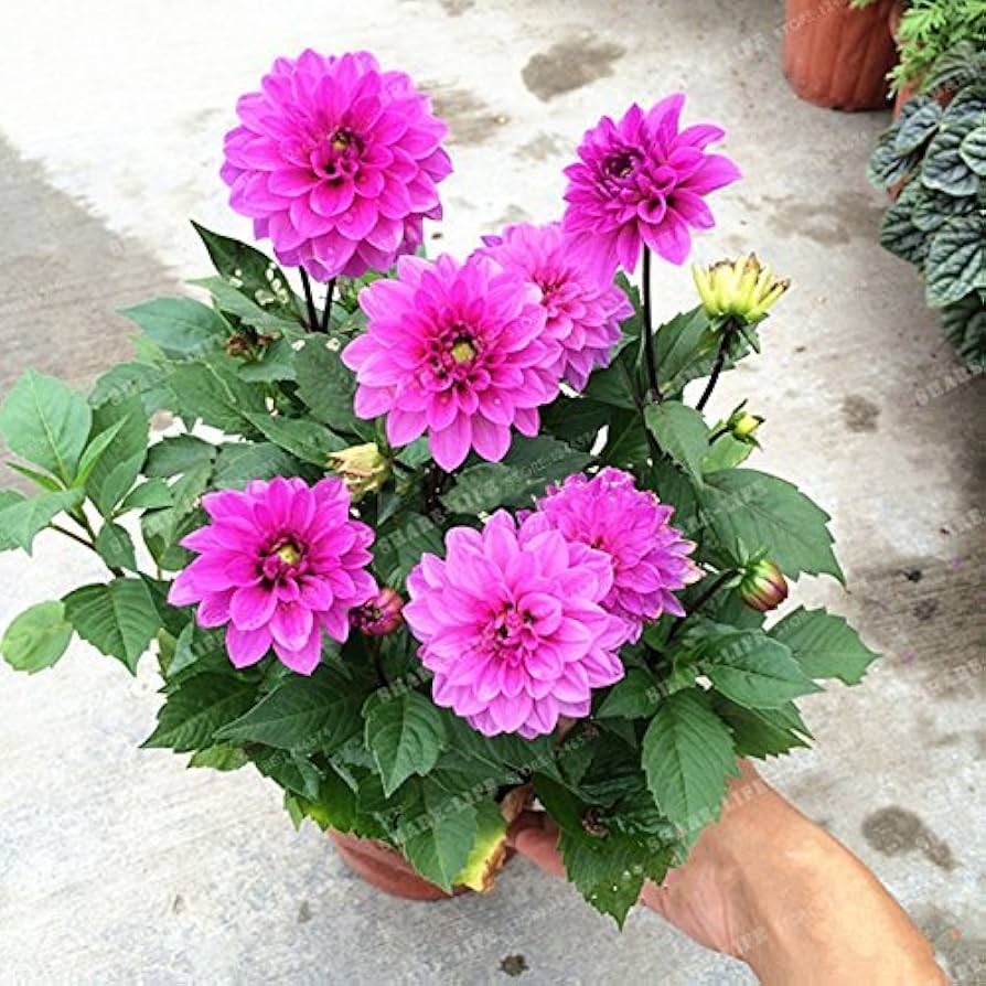 Mini Bonsai flower seeds