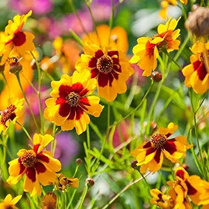 Coreopsis flower seeds