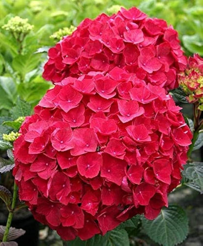 Hydrangea flower seeds