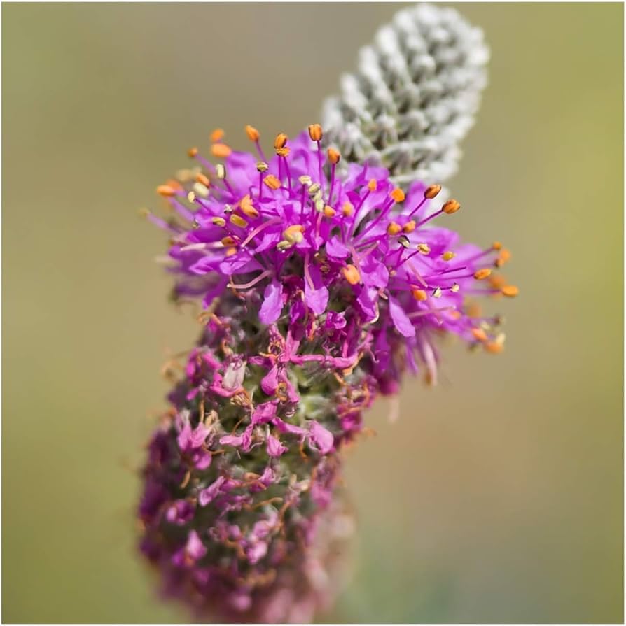 Purple Clover flower seeds