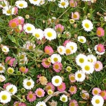 Karvinskianus flower seeds