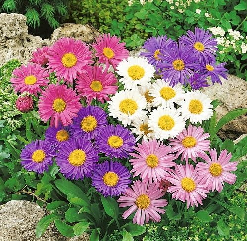Mixed Aster Flower - Heirloom, Non - Gmo Seeds