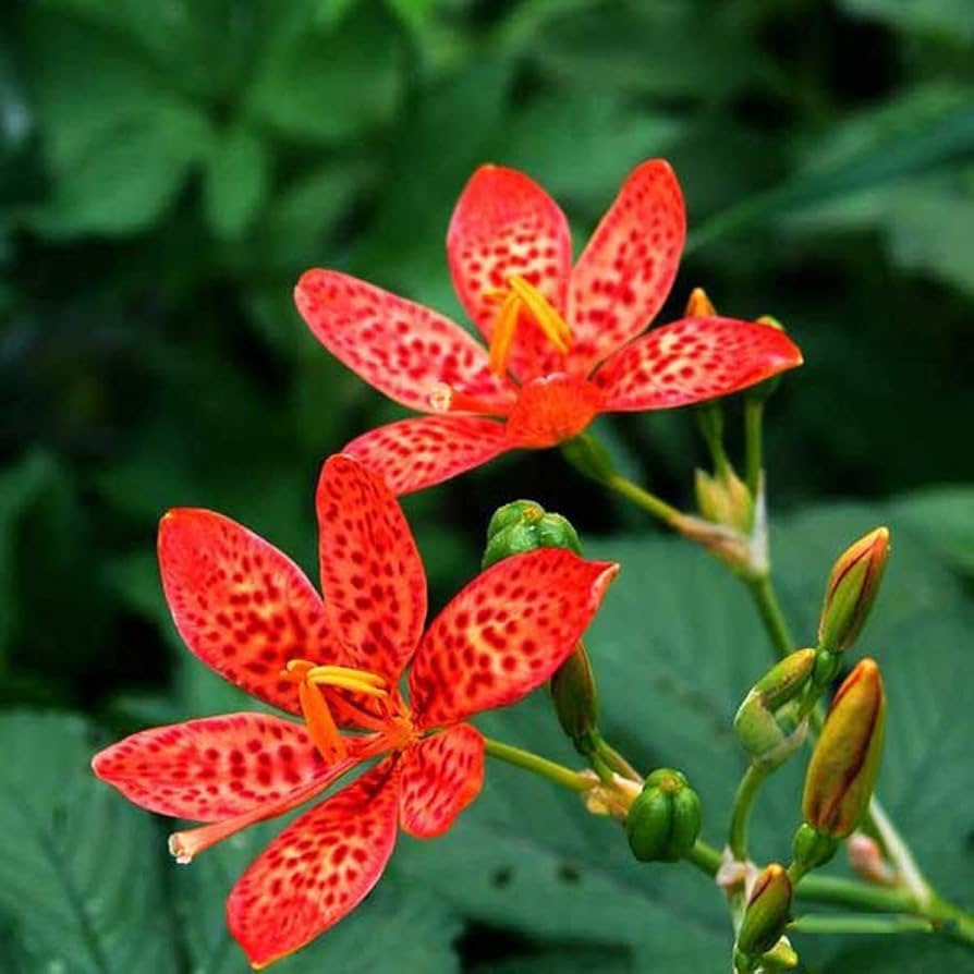Red Leopard flower seeds
