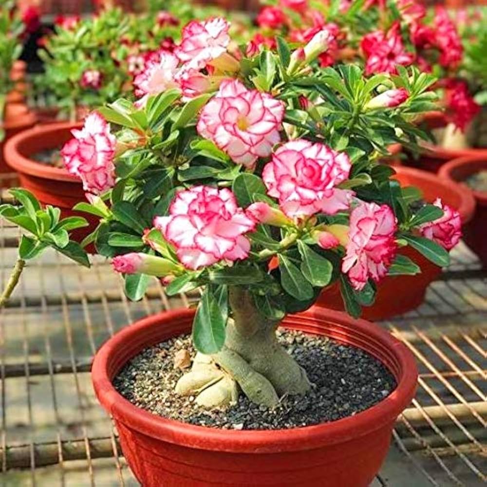 Adenium Desert flower seeds