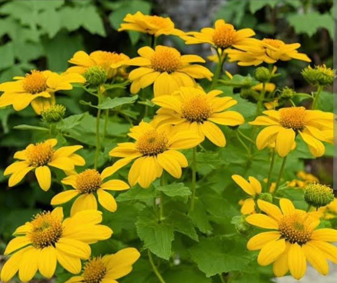 Yellow Tithonia flower seeds