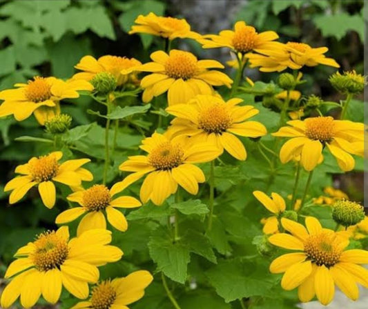 Yellow Tithonia flower seeds