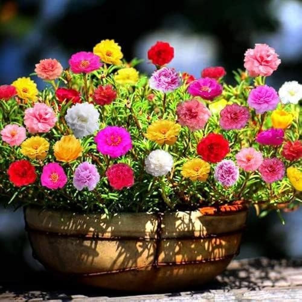 Red Yellow flower seeds