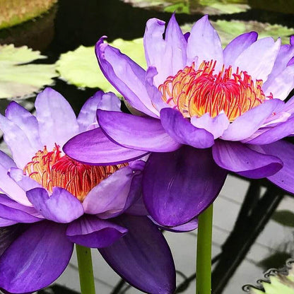 Purple Aquatic Lotus plant