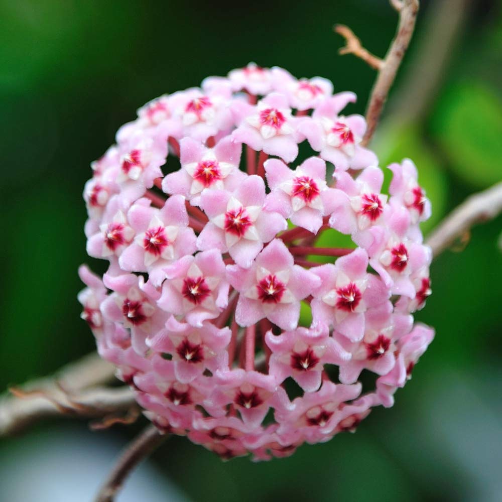 Hoya Carnosa flower seeds