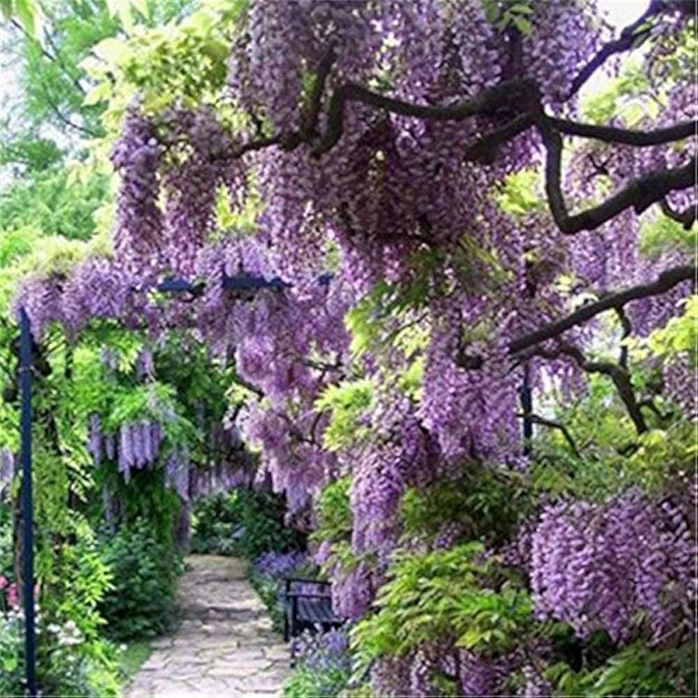 Purple Wisteria flower seeds