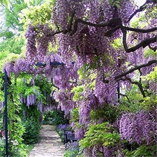 Purple Wisteria flower seeds