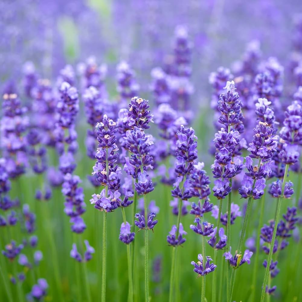 English Lavender flower seeds