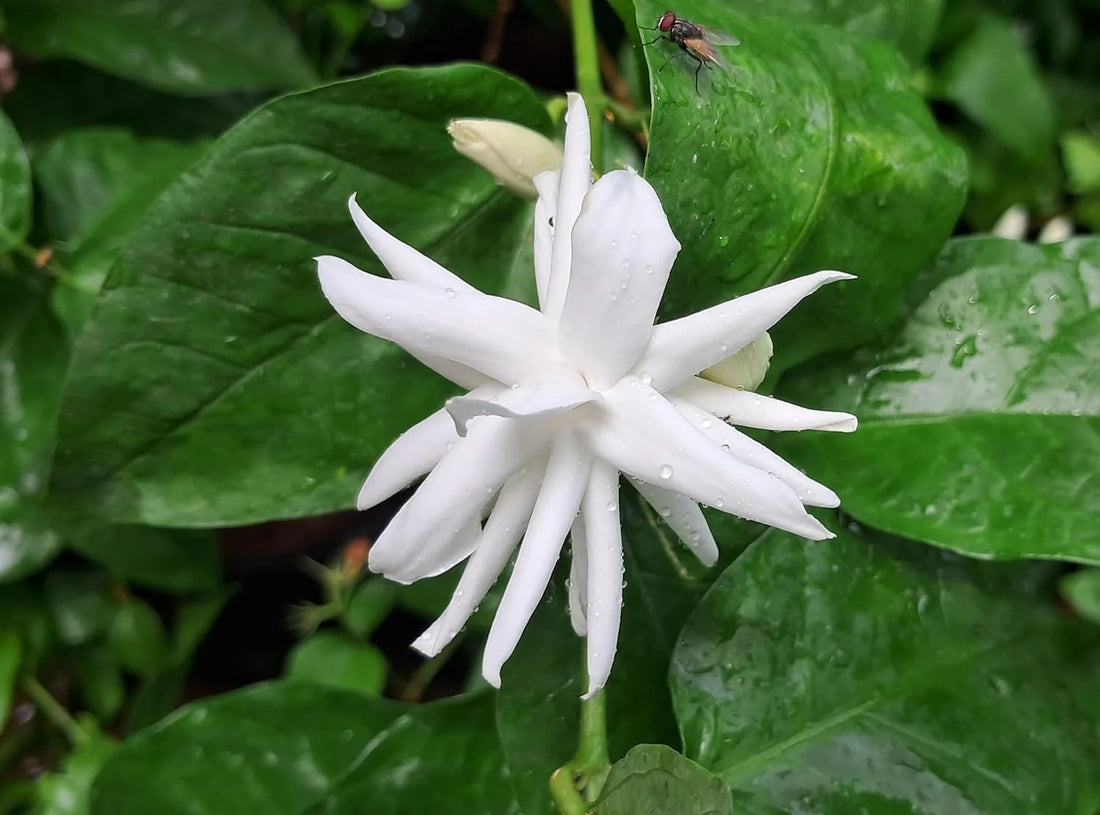 Arabian Jasmine flower seeds
