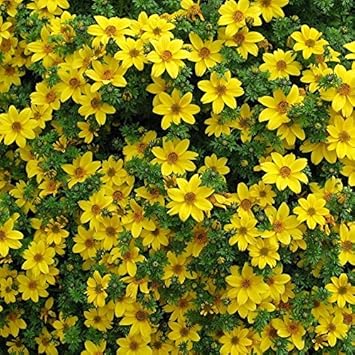 Yellow Bidens flower seeds