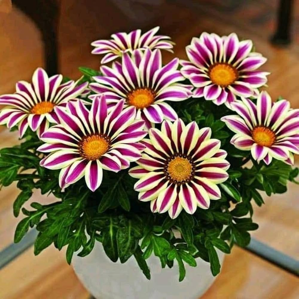 Purple Gazania flower seeds