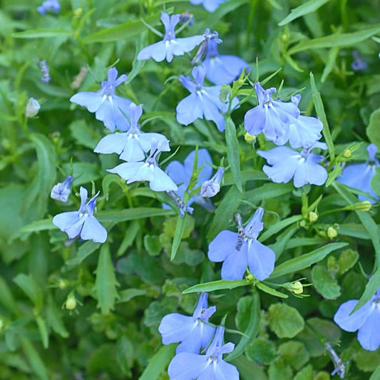 Blue White flower seeds