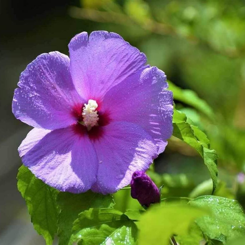 Dark Purple Hibiscus plant