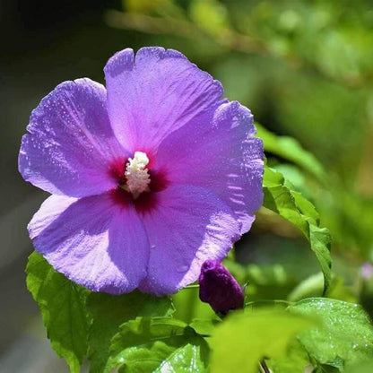 Dark Purple Hibiscus plant