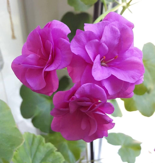 Violet Pink flower seeds