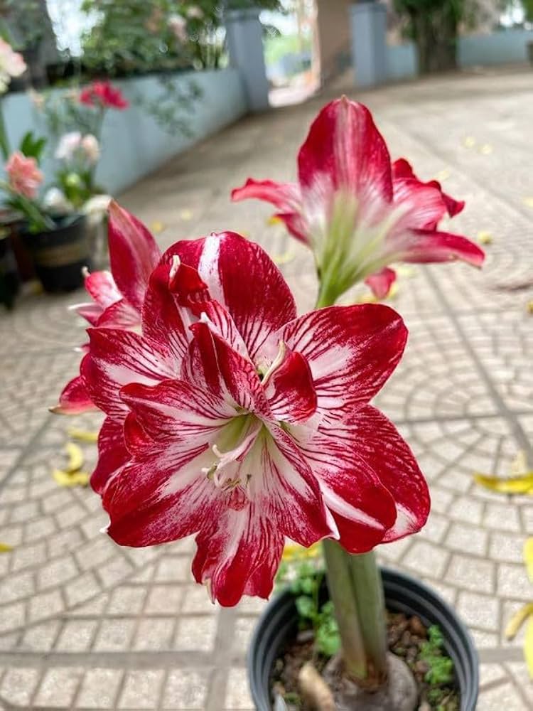 Light Red flower seeds
