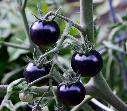 Purple Tomato Vegetable Seeds for Planting – Heirloom Non-GMO Garden Seeds