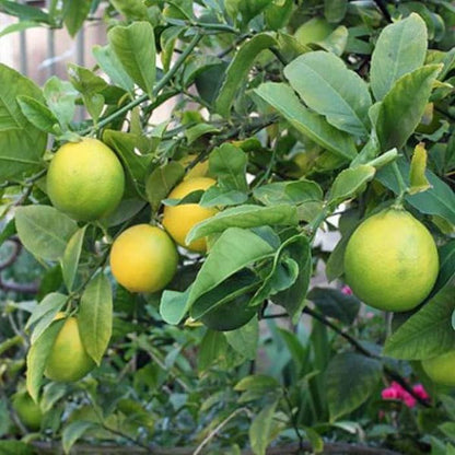 Lemon Fruit Seeds for Planting – Heirloom Citrus, Non-GMO Garden Seeds