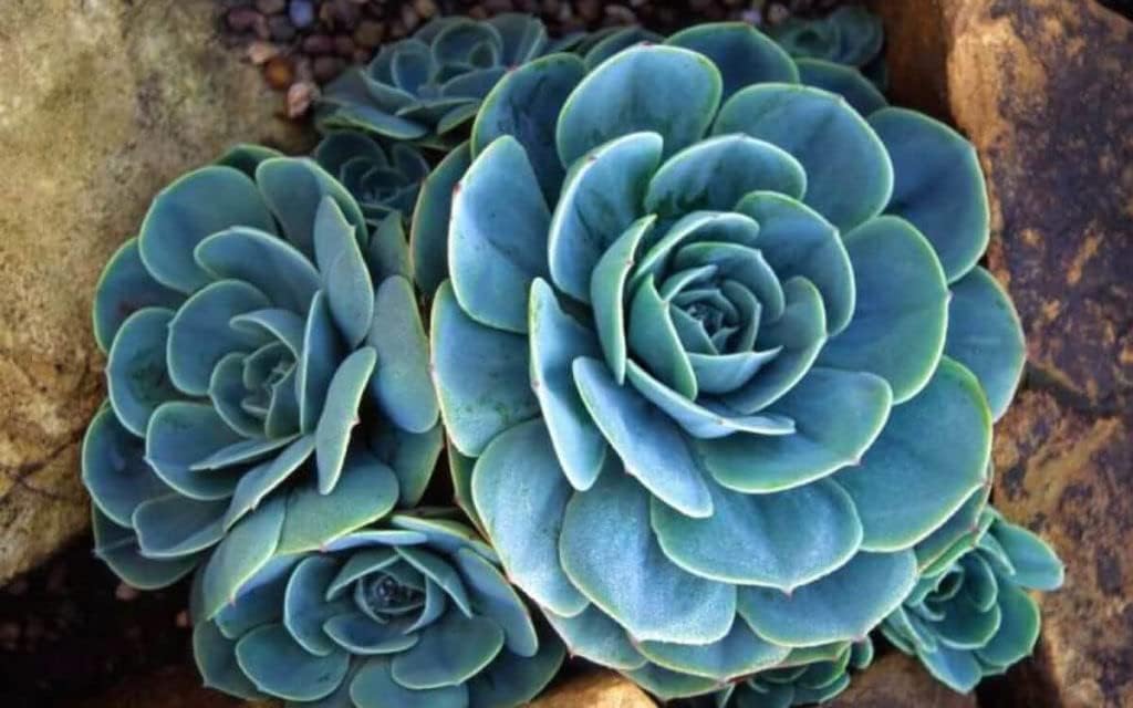 Sky Blue flower seeds