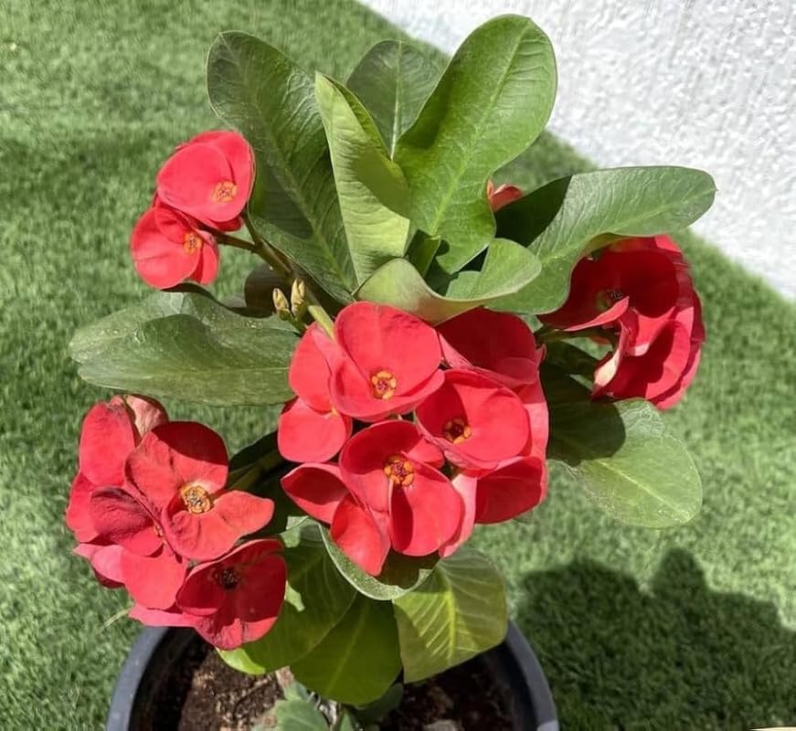 Deep Red flower seeds