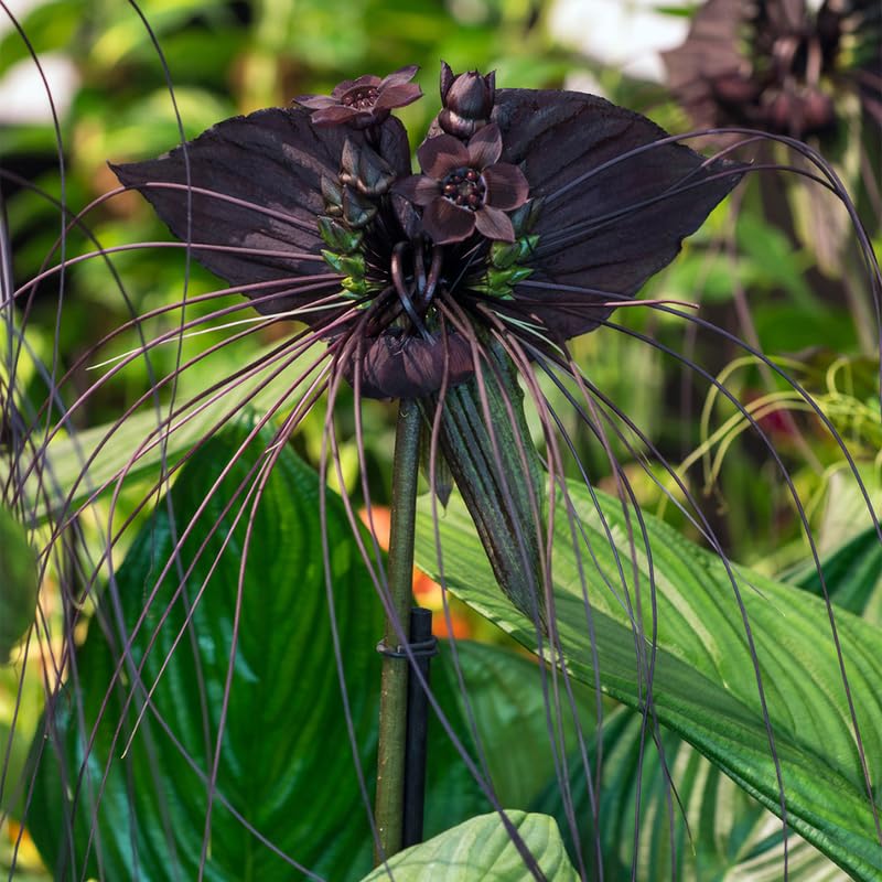 Tacca Chantrieri flower seeds