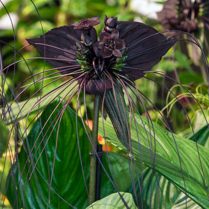 Tacca Chantrieri flower seeds