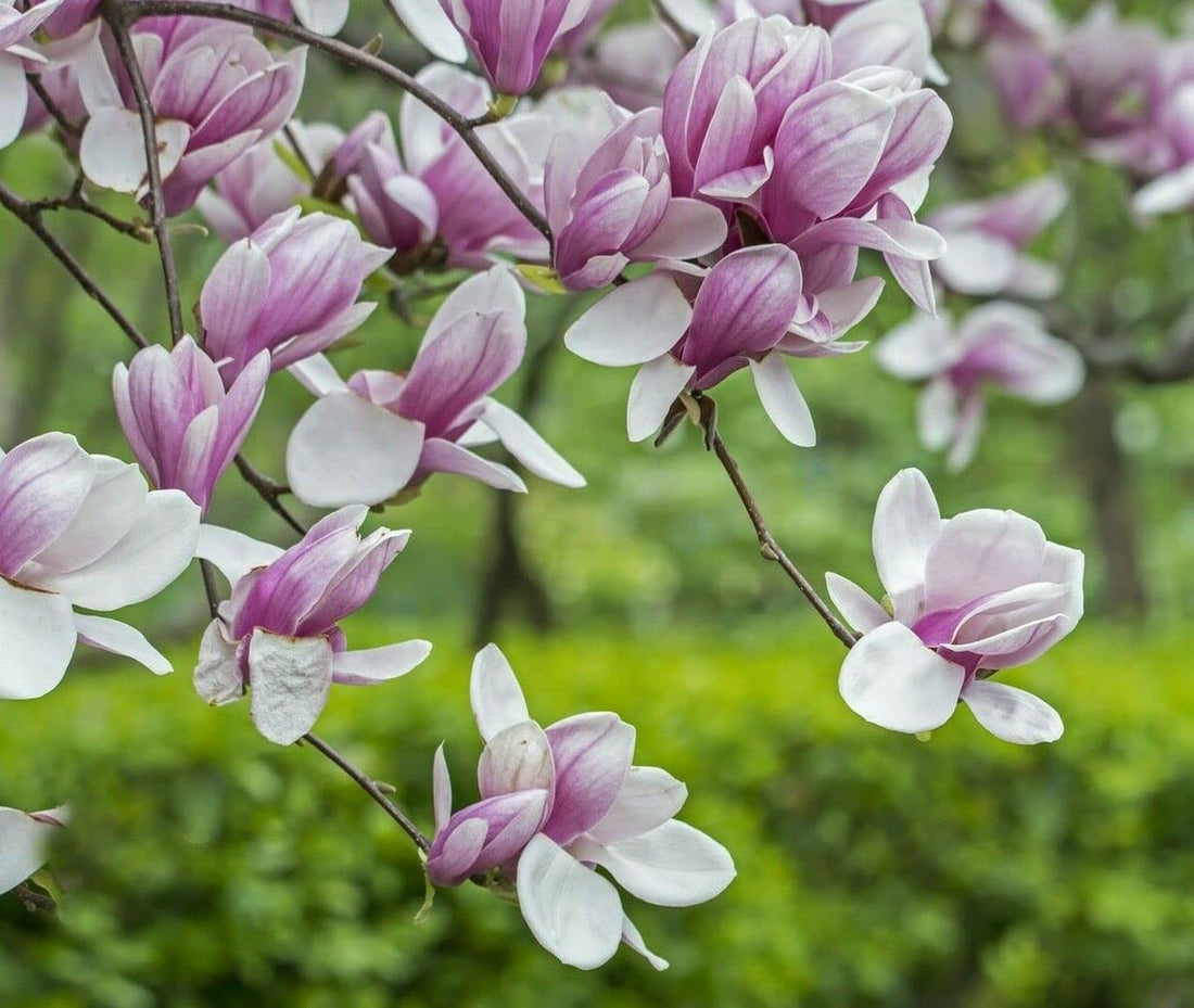 Soulangeana flower seeds