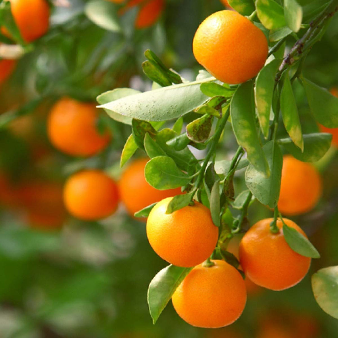 orange fruit seeds