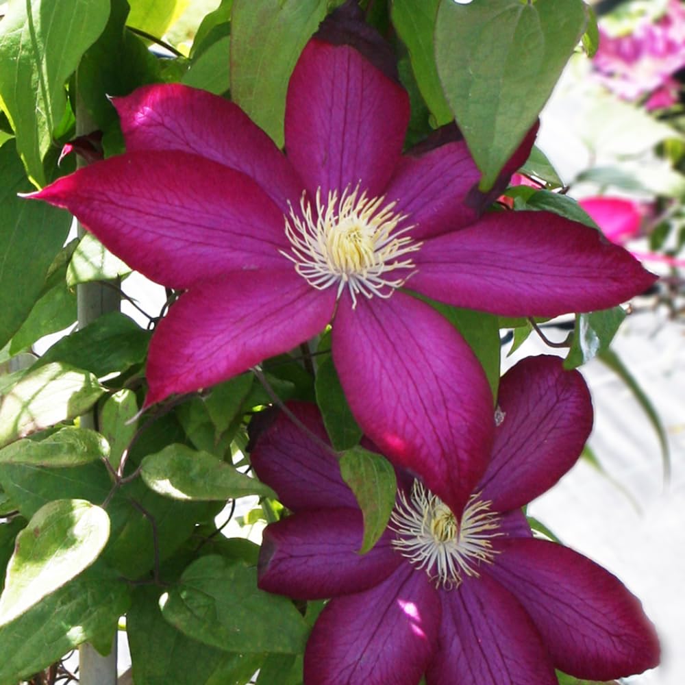 Burgundy Clematis flower seeds